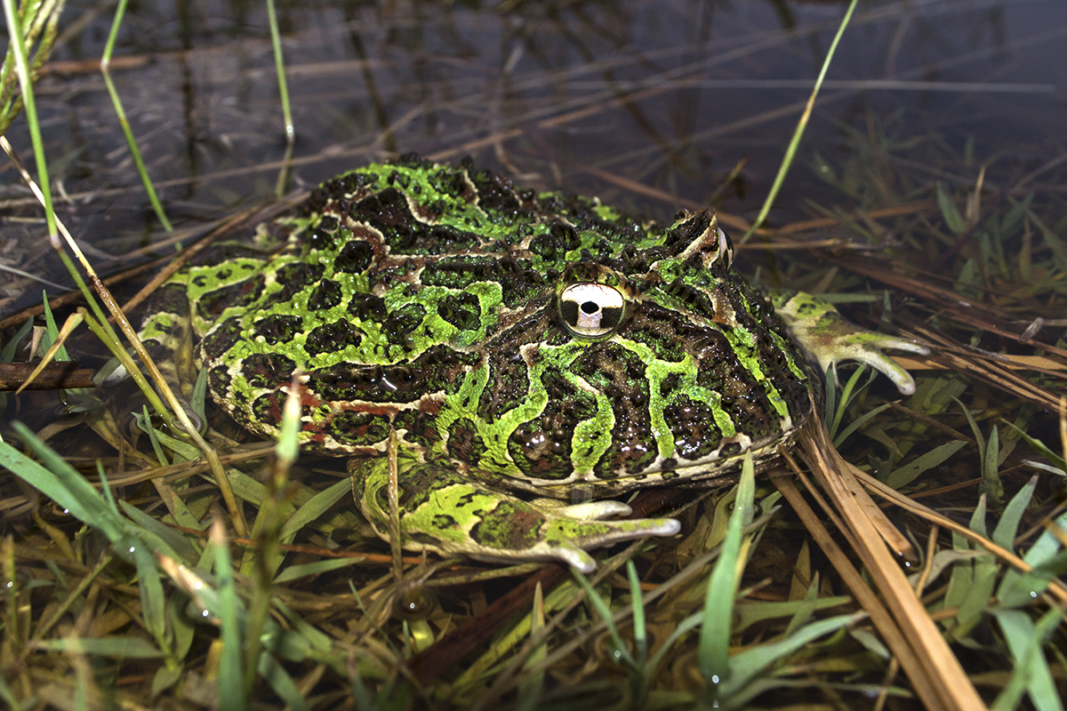 C. ornata female   Pablo Saibene